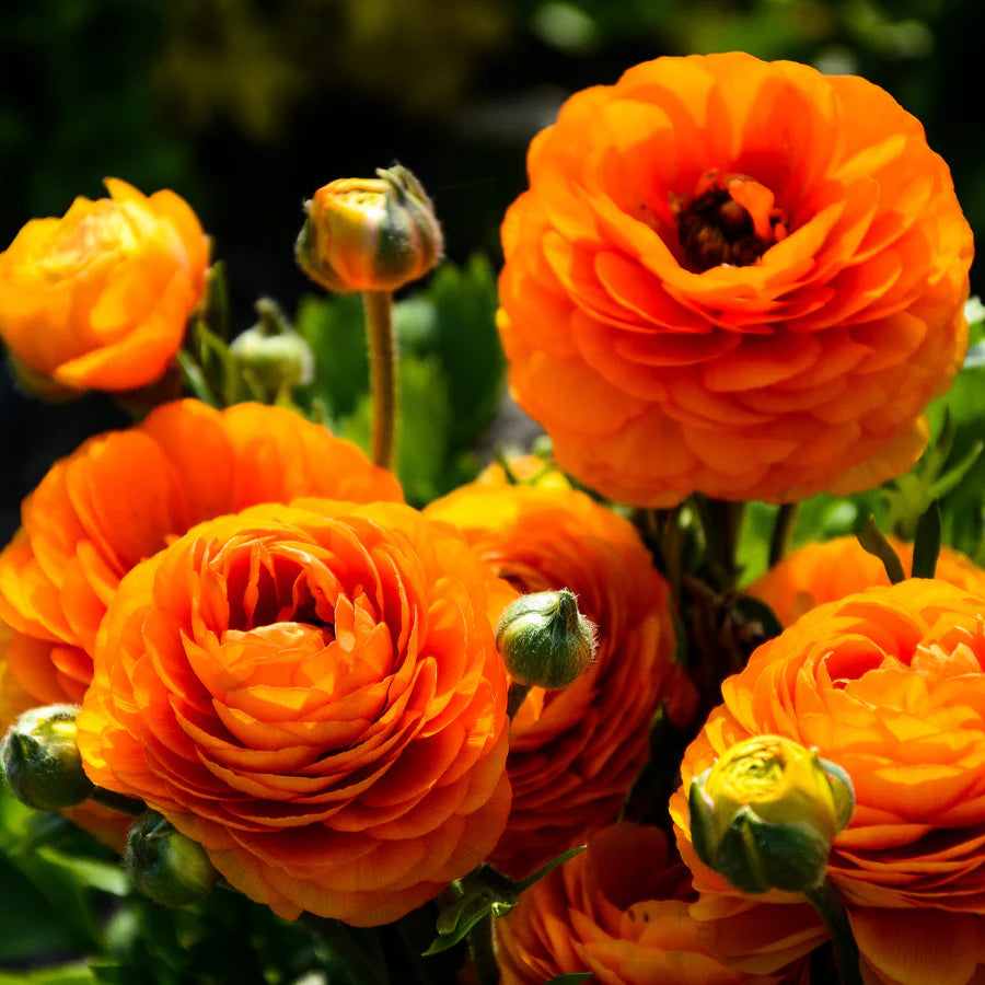 Orange Ranunculus Blumensamen – ideal Rabatten Traditionssorte & ohne Gentechnik Samen Hausgarten