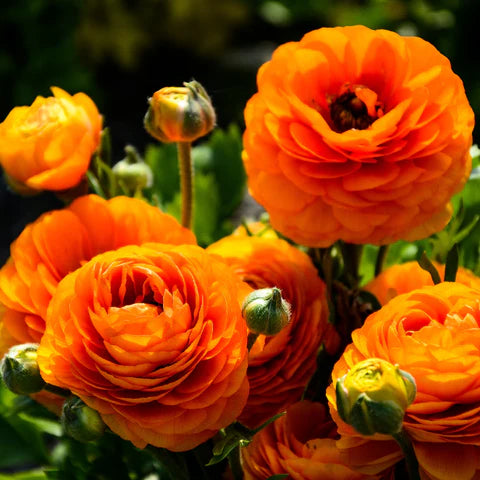 Rot-Gelb Ranunculus Blumensamen zur Aussaat – sonnenliebend – Traditionssorte & ohne Gentechnik Samen Hausgarten