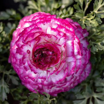 Weiß Rosa Ranunculus Blumensamen – Bestäuber freundlich Traditionssorte & ohne Gentechnik Hausgarten