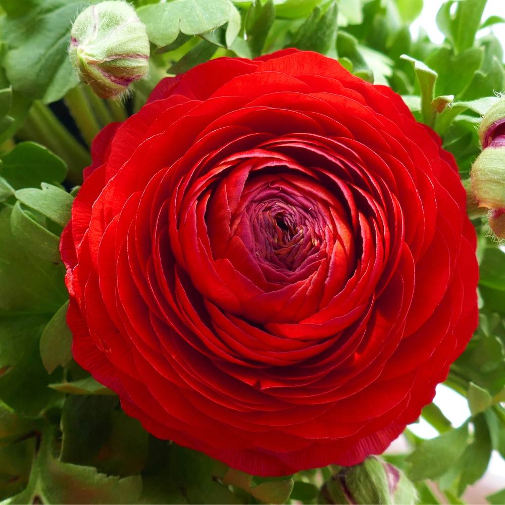Rot Ranunculus Blumensamen zur Aussaat – kompakt Wuchs – Traditionssorte & ohne Gentechnik Samen Hausgarten