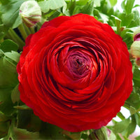 Rot Ranunculus Blumensamen zur Aussaat – kompakt Wuchs – Traditionssorte & ohne Gentechnik Samen Hausgarten