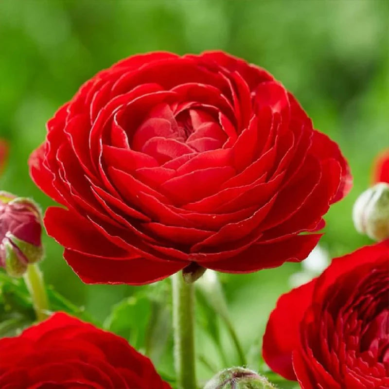 tief Rot Ranunculus Blumensamen zur Aussaat – saisonal Dauerblüher – Traditionssorte & ohne Gentechnik Samen Hausgarten