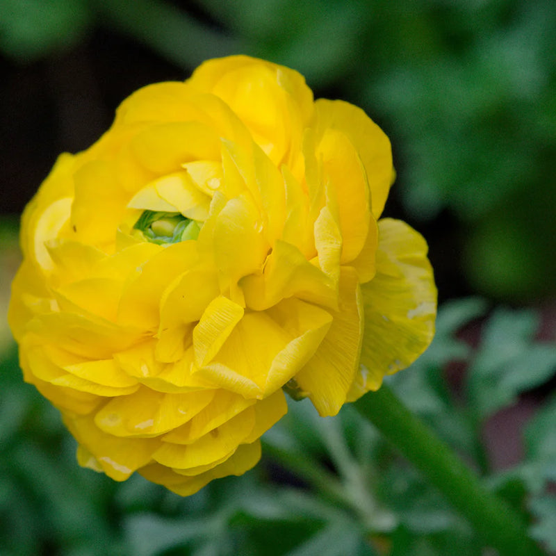 Gelb Ranunculus Blumensamen Garten Landhaus Garten wichtig Traditionssorte & ohne Gentechnik Samen Hausgarten