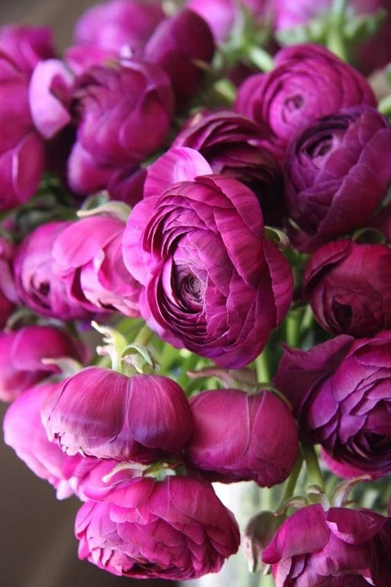 Violett Ranunculus Blumensamen zur Aussaat – Halbschatten verträglich – Traditionssorte & ohne Gentechnik Samen Hausgarten