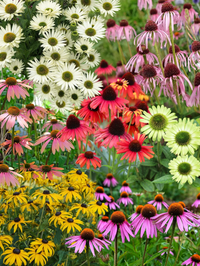 Gemischt Sonnenhut Blumensamen zur Aussaat – kompakt Wuchs – Traditionssorte & ohne Gentechnik Samen Hausgarten