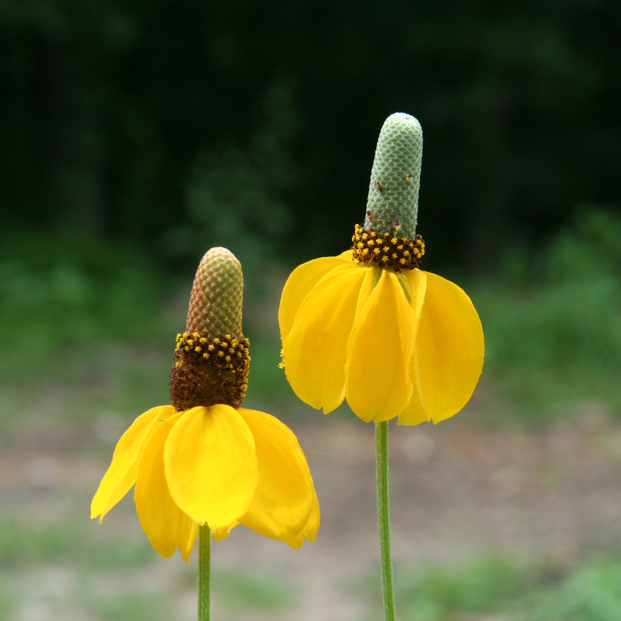 Sonnenhut Blumensamen zur Aussaat für mehrjährige Blüten