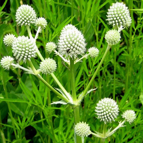 Weiß Rattlesnake Master Blumensamen zur Aussaat – farbenfroh Schau – Traditionssorte & ohne Gentechnik Samen Hausgarten