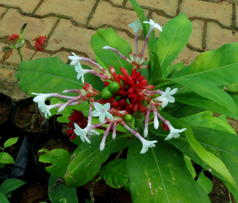 Semillas de rauvolfia, variedad tradicional, para siembra – populares en el jardín, variedad tradicional y sin ingeniería genética, semillas para huerto doméstico