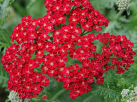 Non-gmo rot achillea samen