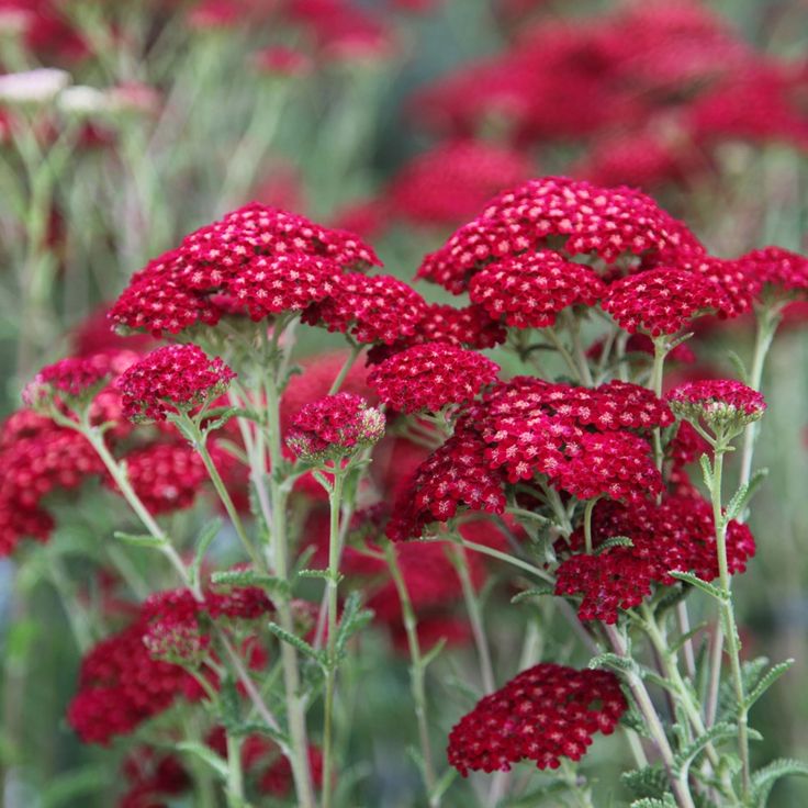 Pollinators visiting rot achillea blumen