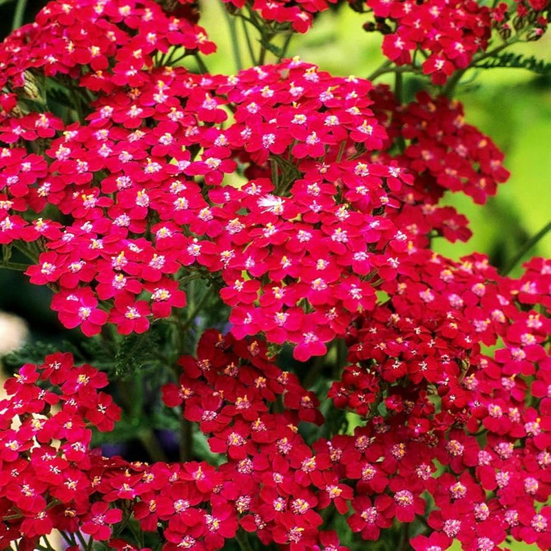 Rot achillea blume samen for anpflanzung