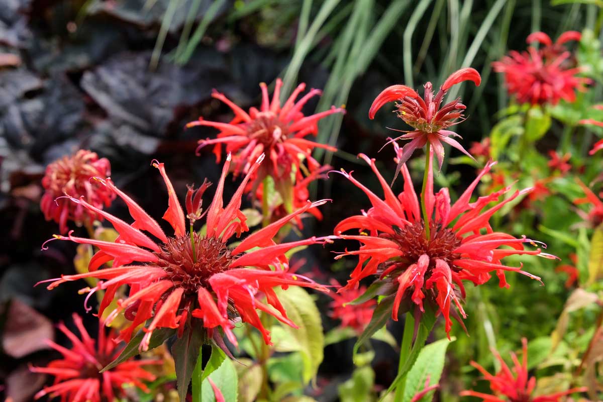 Rot Monarda Blumensamen zur Aussaat – Bestäuber freundlich – Traditionssorte & ohne Gentechnik Samen Hausgarten