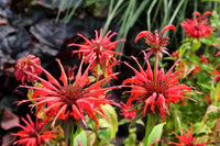Rot Monarda Blumensamen zur Aussaat – Bestäuber freundlich – Traditionssorte & ohne Gentechnik Samen Hausgarten