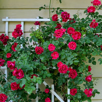 Rosa Gelb Rose Blumensamen zur Aussaat – leuchtend Garten Roses – Frühling & Fall Aussaat