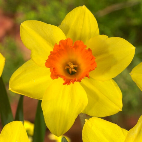 Daffodils Violett Blumensamen zur Aussaat Garten beliebt Traditionssorte & ohne Gentechnik Samen Hausgarten