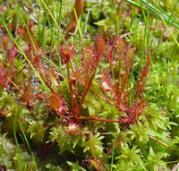 Carnivorous rot sundew pflanze catching insects