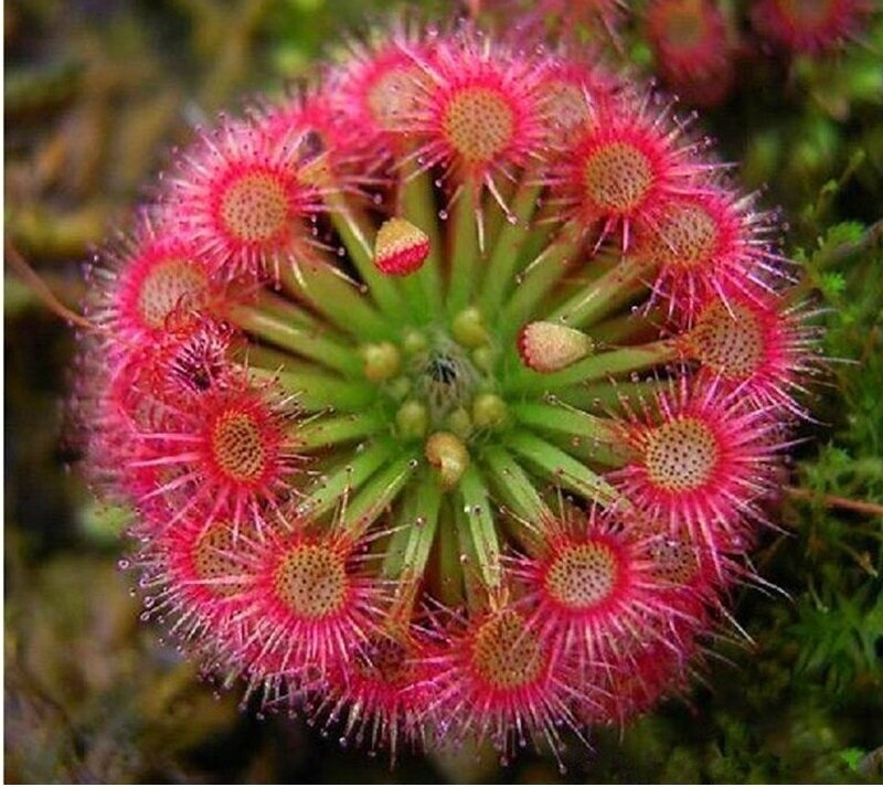 Non-gmo rot drosera samen