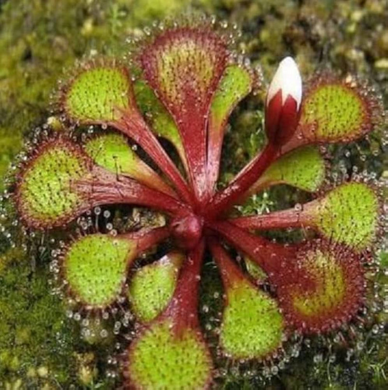 Rot drosera carnivorous pflanze samen for anpflanzung
