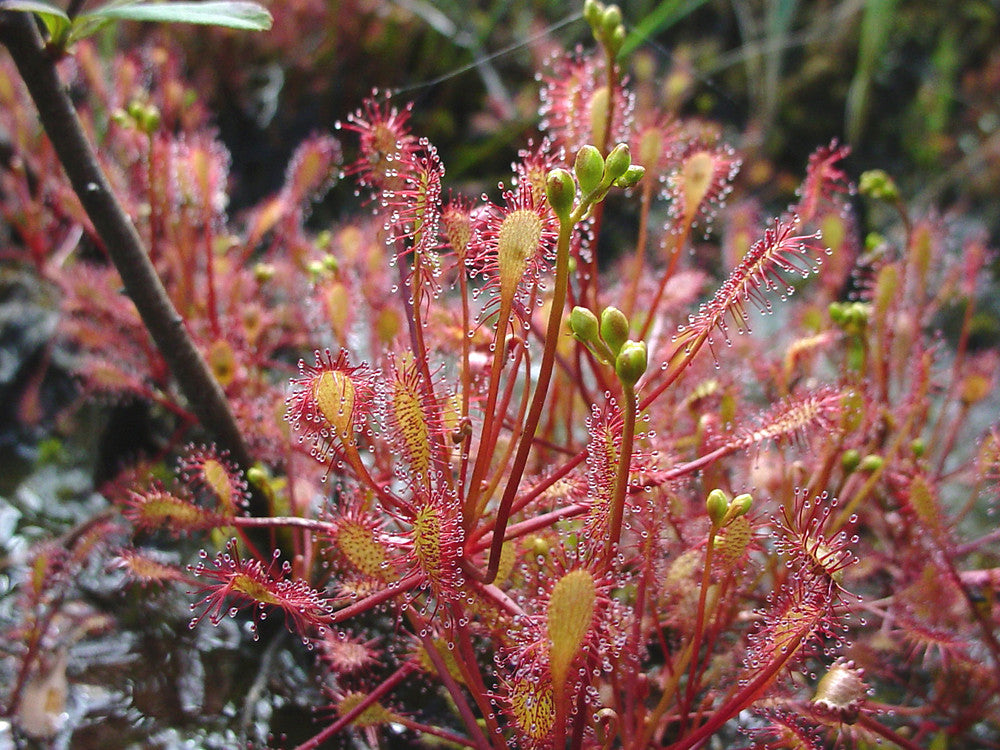 Rot drosera wachsend in terrarium setup