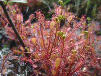 Rot drosera wachsend in terrarium setup