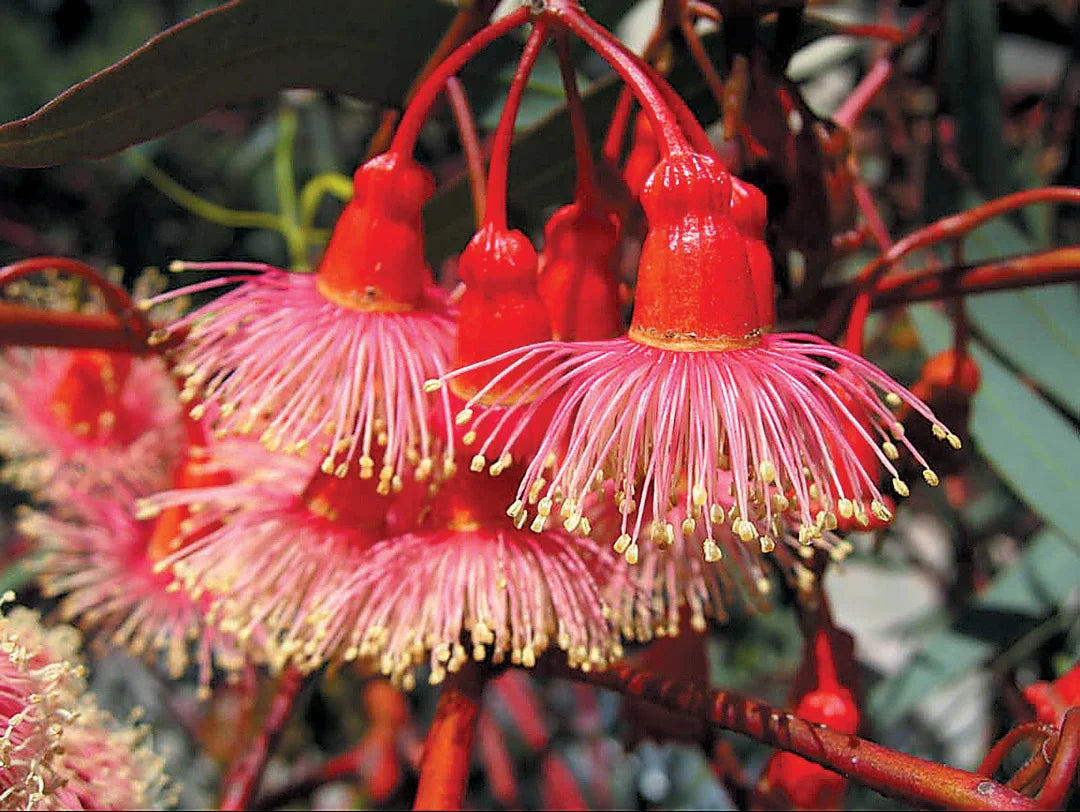 Ornamental rot eucalyptus tree samen