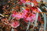 Rot eucalyptus torquata samen for anpflanzung