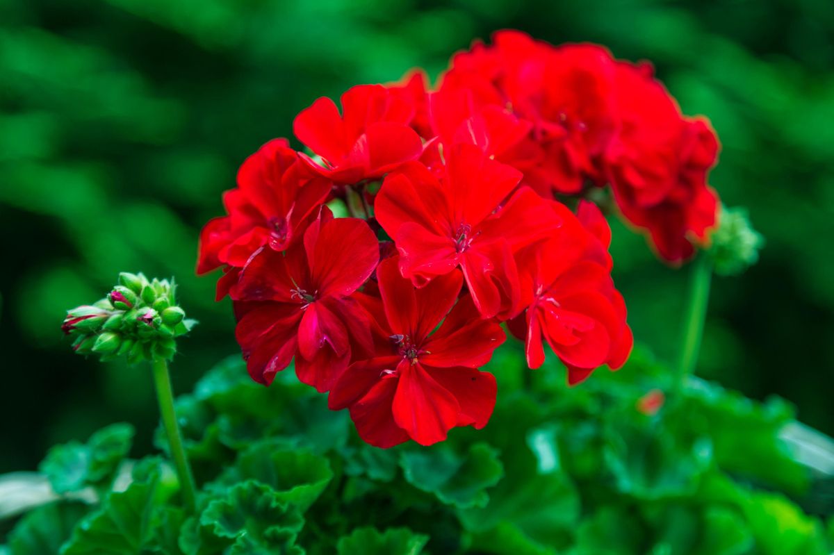 Geranium blume samen: essential anpflanzung guide