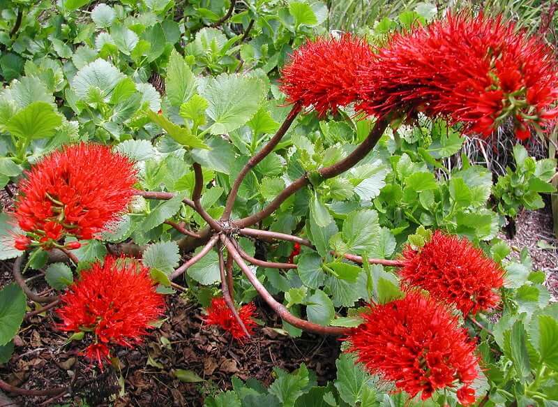 Rot greyia sutherlandii blumen blooming in garten