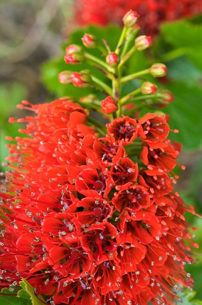 Ornamental rot greyia sutherlandii flowering tree