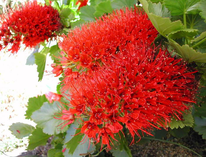 Rot greyia sutherlandii blume samen for anpflanzung