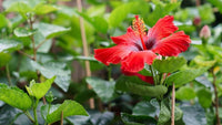 Non-gmo rot hibiscus samen
