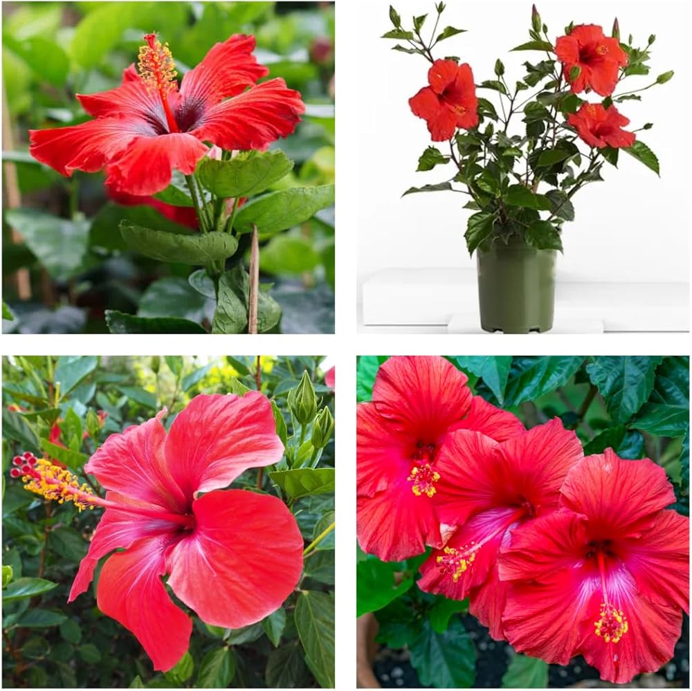 Ornamental rot hibiscus flowering shrub