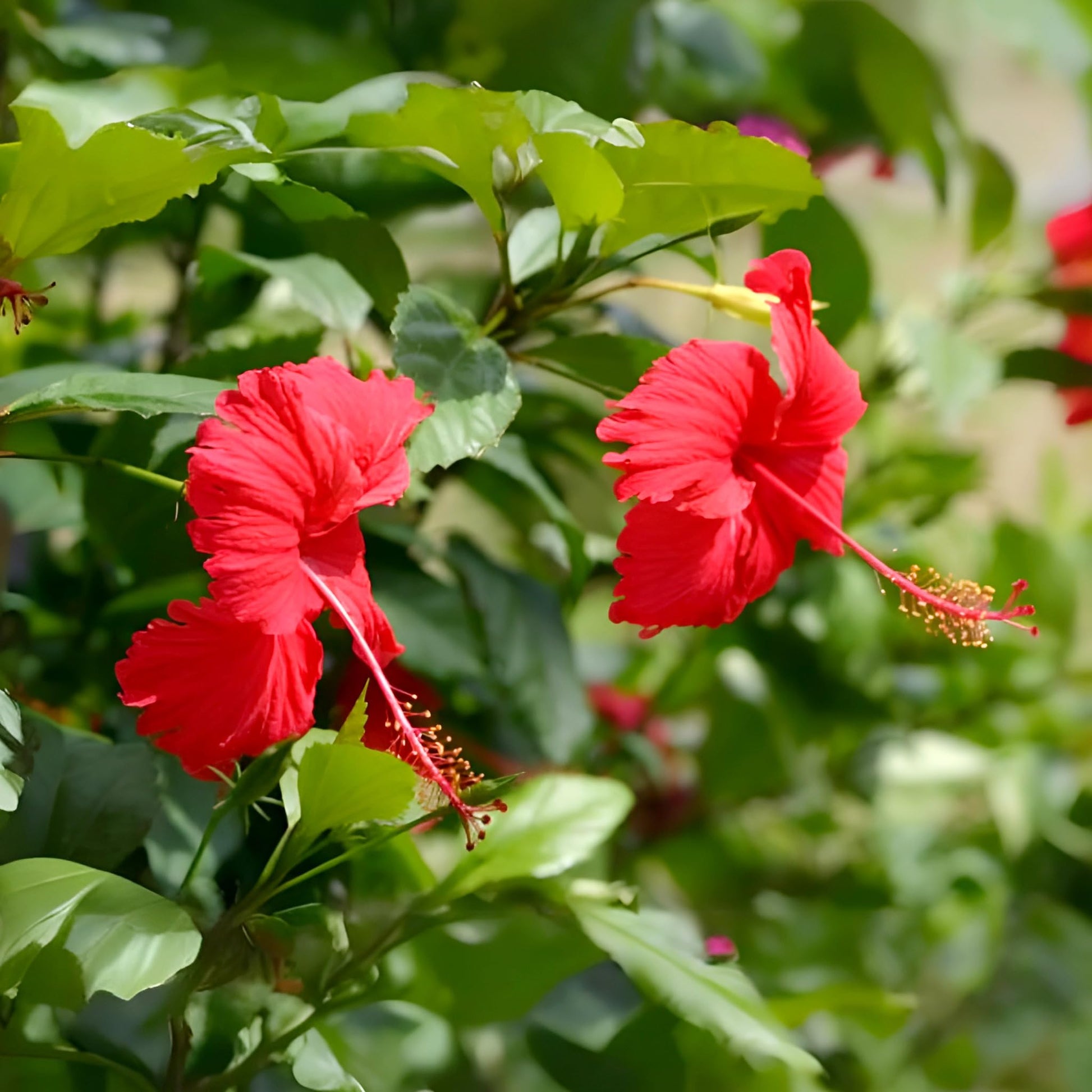 Rot hibiscus pflanze wachsend in topf