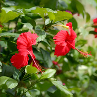 Rot hibiscus pflanze wachsend in topf