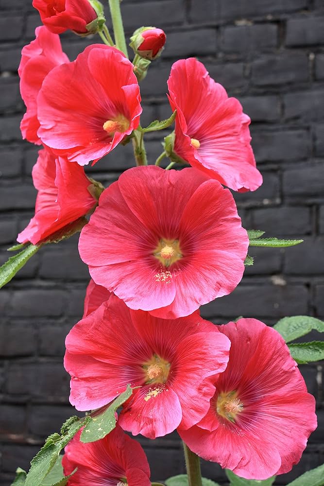 Rot hollyhock blume samen for anpflanzung