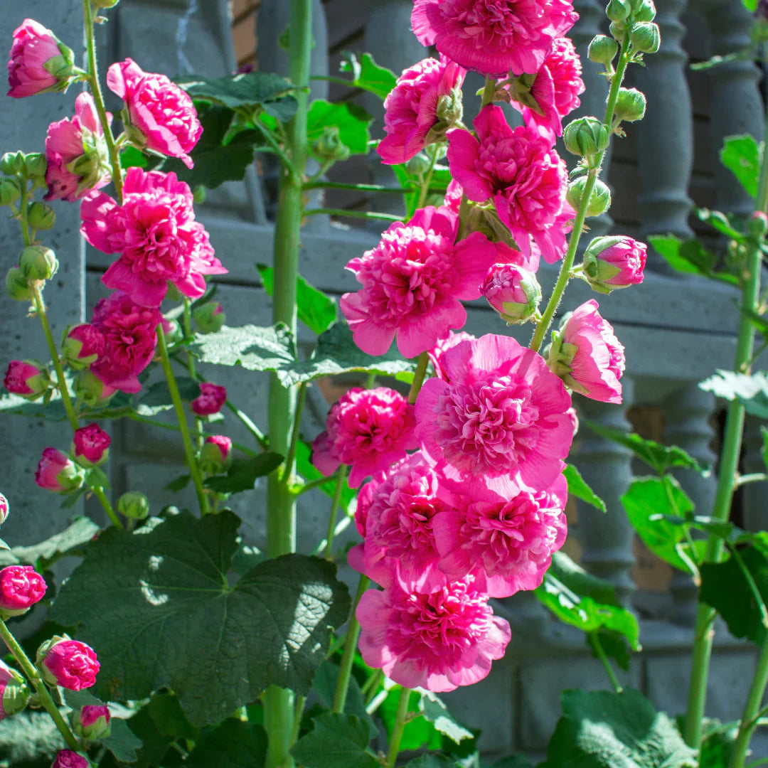 Non-gmo rot hollyhock samen
