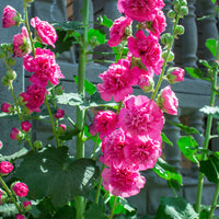 Non-gmo rot hollyhock samen