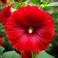 Ornamental rot hollyhock flowering pflanze