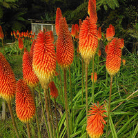 Non gmo rot hot poker blume samen
