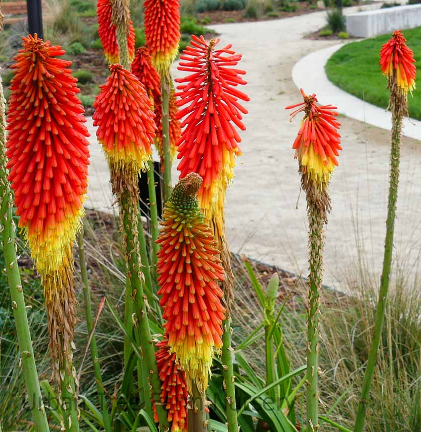 Ornamental rot hot poker flowering pflanze