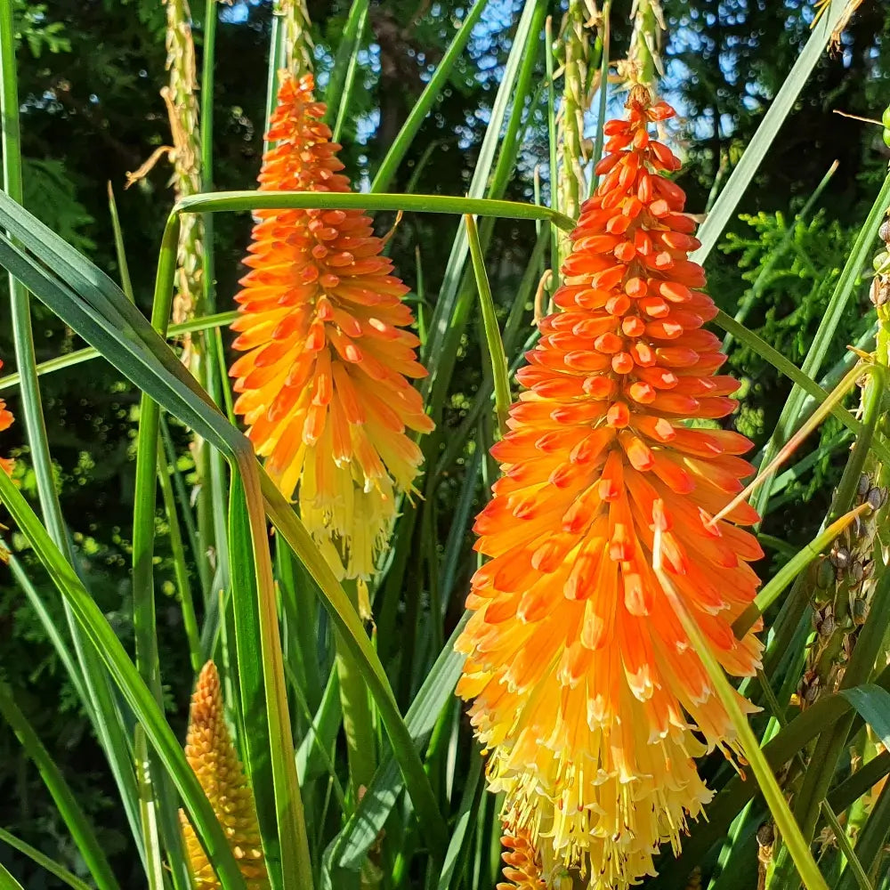 Rot hot poker in pollinator garten