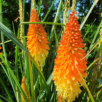 Rot hot poker in pollinator garten