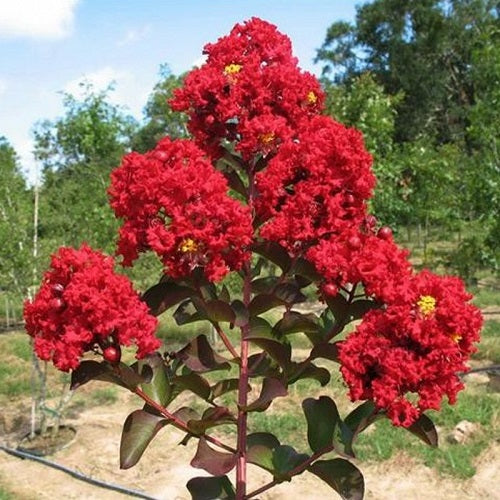 Crepe Myrtle Blumensamen zur Aussaat saisonal Dauerblüher Traditionssorte & ohne Gentechnik Samen Hausgarten