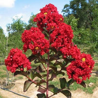 Crepe Myrtle Blumensamen zur Aussaat saisonal Dauerblüher Traditionssorte & ohne Gentechnik Samen Hausgarten