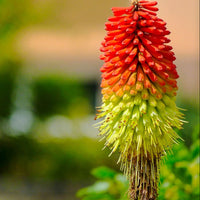 Pollinators visiting kniphofia rot hot poker blooms