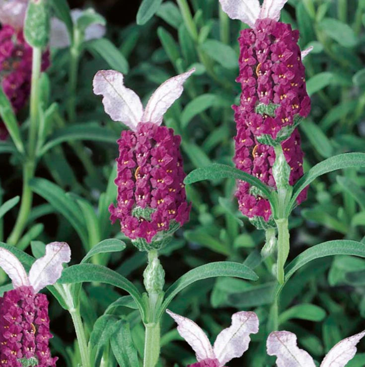Non-gmo rot lavender samen