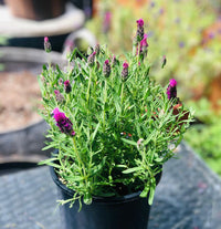 Potted rot lavender pflanze