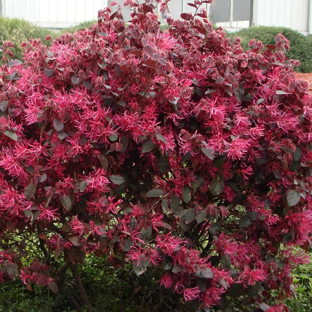 Rot loropetalum showing burgundy foliage