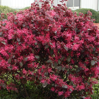 Rot loropetalum showing burgundy foliage