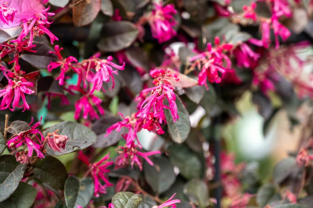 High germination loropetalum samen